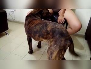 Bestiality sex video: a woman and her canine companion