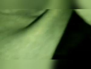 Dog Sex Videos and More in this Taboo Tale