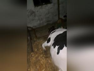 dog porn: intensified urges