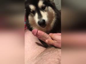 Bestiality Sex Video: Discover the Extreme