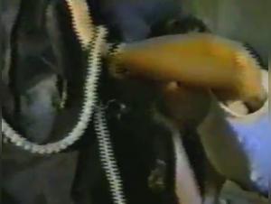 Horse Bestiality Scenes: A Model Takes on Her Canine Companion