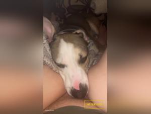 Dominazione canina, leccatura eccessiva