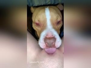 Sex video with amateur and hard dog