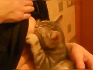 Bestiality movie: sex with animals