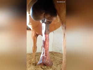 Extreme romps with a horse in an equestrian environment