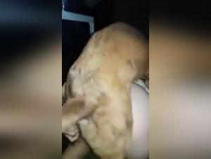 Zoophilia video: Woman and her dog