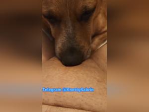 Doux délire canin