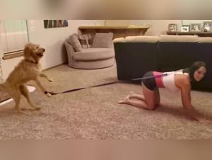 Zoophilia video: bestiality and extreme sex