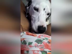 Watch this Woman and her Dog in an Intimate Moment