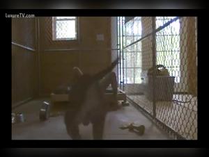 Explorez les Limites de l'Extase avec des Chiens