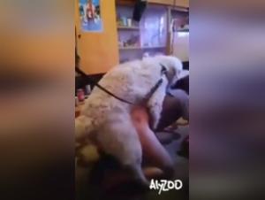 Animal High: Eine Frau, die einem gnadenlosen Hund ausgeliefert ist