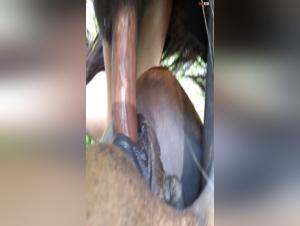 Live a Bestial Experience on Zoofbahia