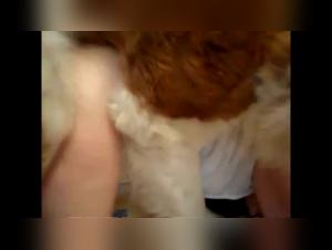 Troie e cani: una passione proibita e incandescente
