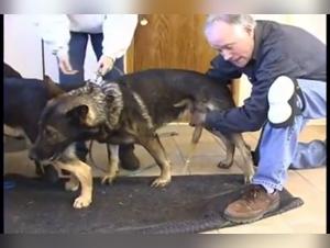 Discover the world of zoophilia and extreme with our GSD