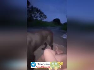 Soddisfatto dal cane: intimita eccentrica