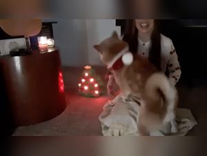 A closer look at the UK's laws surrounding bestiality