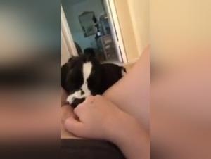 Exploring the Taboo World of Bestiality