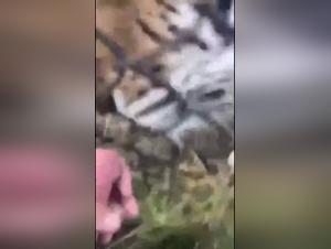 Une vidéo de zoophilie extrême et intense