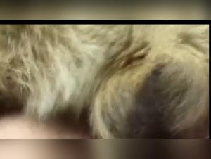Tiefer und blutiger Fick: Das Tier verschlingt die Putrienne