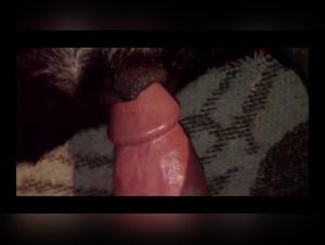 Bestialité et Sexe Extrême