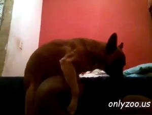 Girl Suck Dog: Exploring Intimacy