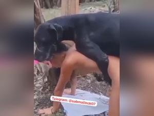 Hardcore zoophilia: animal violence and enjoyment
