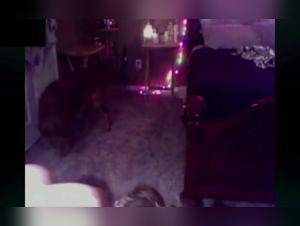 Guardate puttane che fanno sesso con il loro cane e putanne che succhiano l'assetto