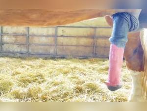 Watch This Woman Get Fucked By A Horse