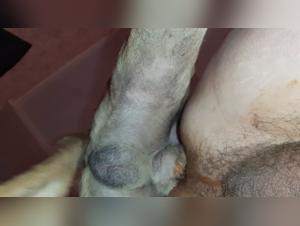 Dog sex video: an intense and extreme relationship