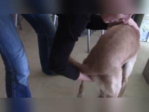 Zoophilia Video: Milf and Dog