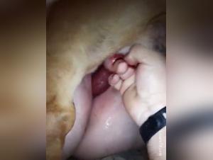 pornsocket animal sex