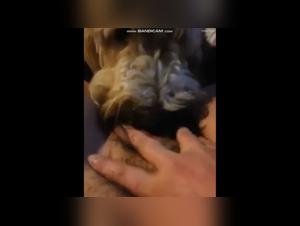 Soumission et domination dans une vidéo de sexe bestial