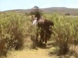 Explore the world of zoophilia with animal sex videos