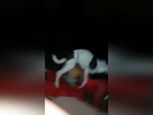 Dog sex video: discover the extreme