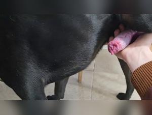 Zoophilia video: discover bestial ecstasy