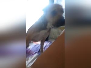 Intense sex scene with dog in HD