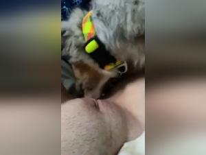 Discover the Pleasures of Bestiality and Sex with a Dog