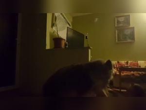 Watch This Teen Girl In A Bestiality Sex Video With Her Dog