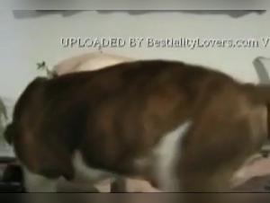 Dog Sex Video