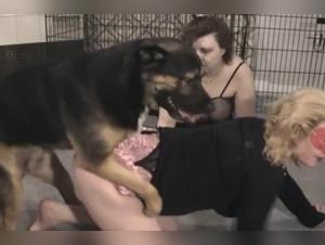 Feurige Hundinnen und dominante Herren in einem Ballett der tierischen Lust