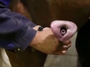 Discover the ultimate animal sex experience with our Ultimate Zoo Mix 3