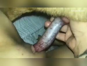 Discover the world of zoophilia and sex with animals