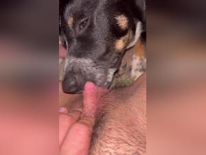 Presentazione felina, buffonate canine e piacere intenso