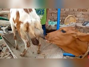Sottomissione esacerbata, istinto animale incontrollabile