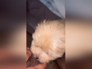 Sequenze hardcore: baci, allattamenti e delizie degli animali