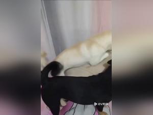 Die feurige Liebe einer Frau fur ihren Hund, ein extremes Vergnugen