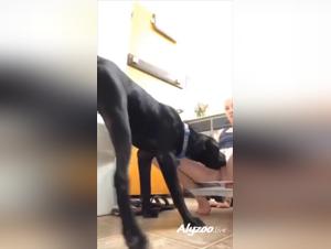 Il cane padrone: dominio e soddisfazione animale