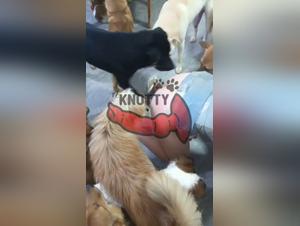 L'amour passionne du zoier japonais pour sa chatte