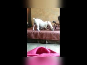 La salope filme son encounter avec son compagnon de jeu, et nous sommes la pour vous faire partager cet moment privatif