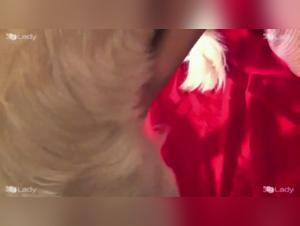 Scopri i piaceri bestiali di Ariel, alimentati dal suo insaziabile amore per il suo cane.